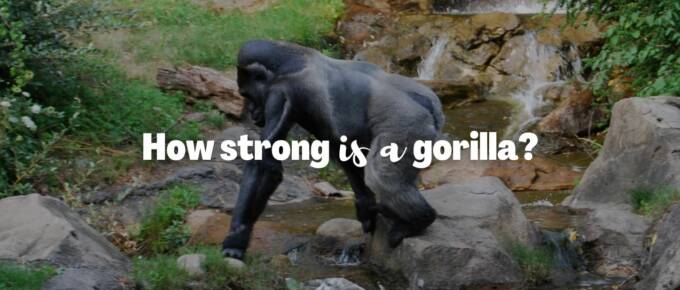 how strong is a gorilla featured image