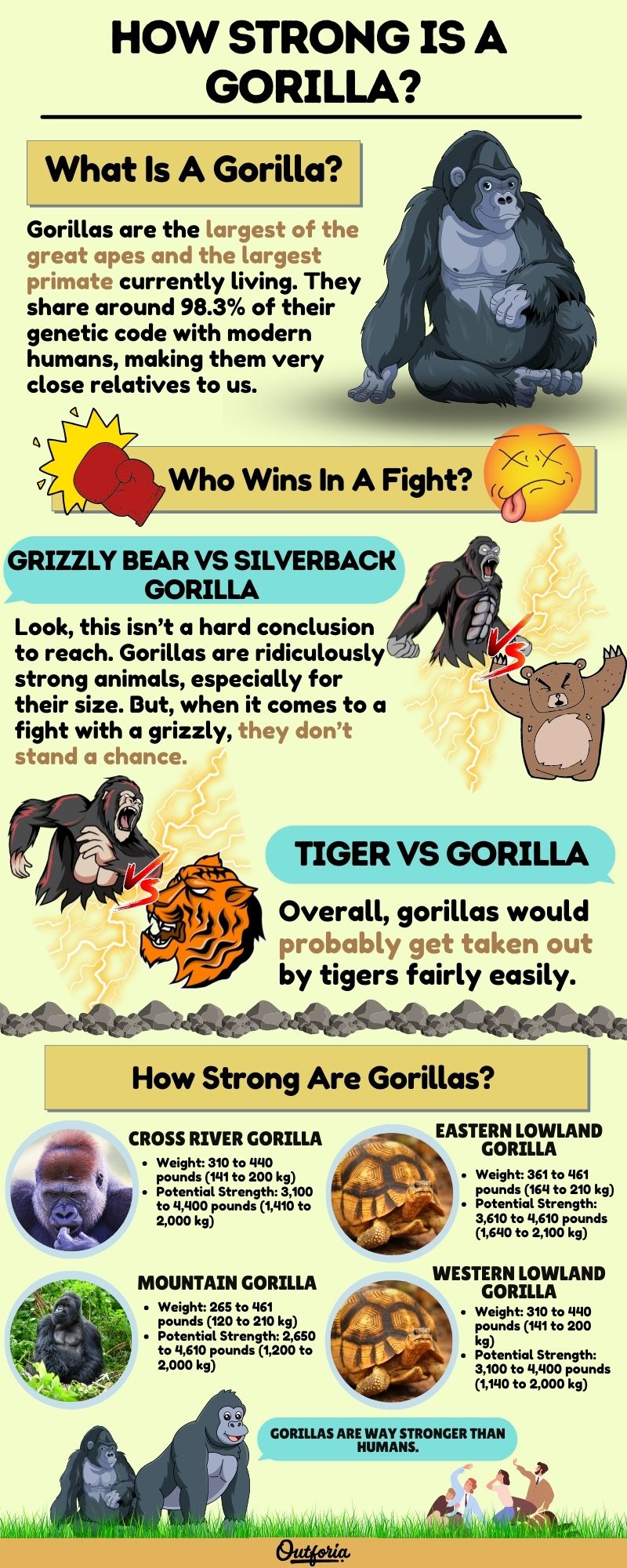 Chart of how strong is a gorilla complete with pictures, facts, and more