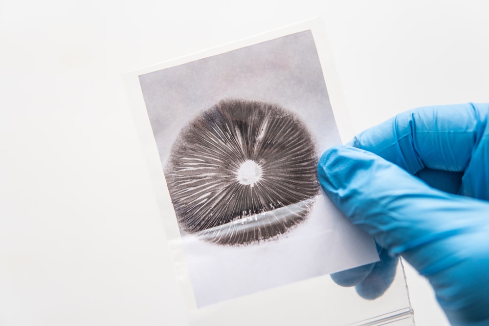 image of a researcher holding a spore print