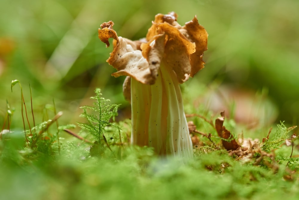 close up image of white saddle mushroom or Helvella crispa growing on a moss