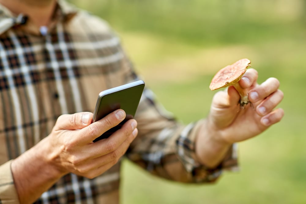 a man holding a smartphone to identify a mushroom 