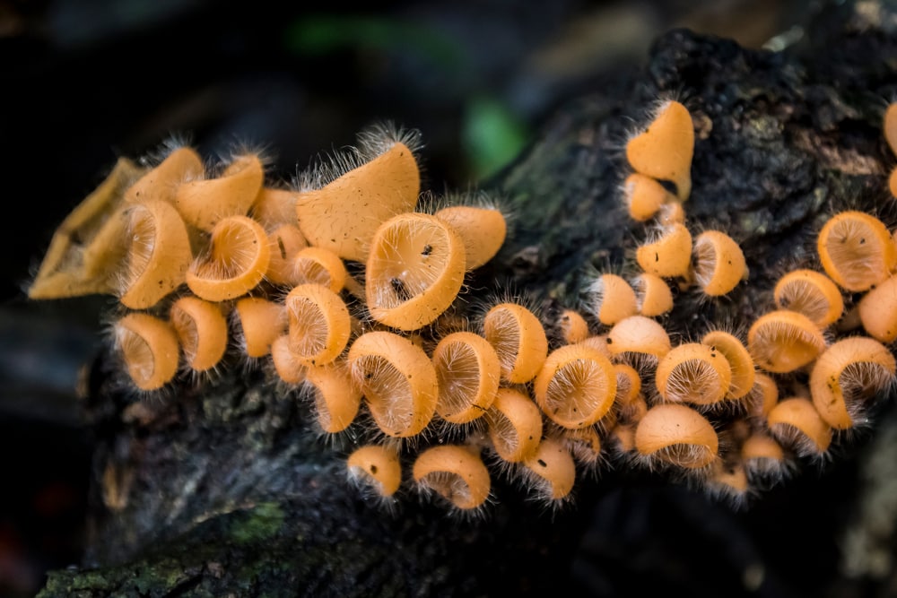 Orange mushroom or Cookeina tricholoma growing on a tree branch in a rainforest