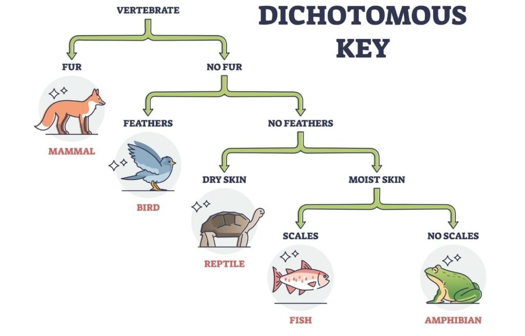 visual illustration of a dichotomous key