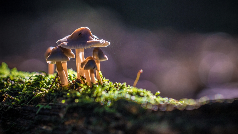 group of mushrooms growing on a moss in the forest
