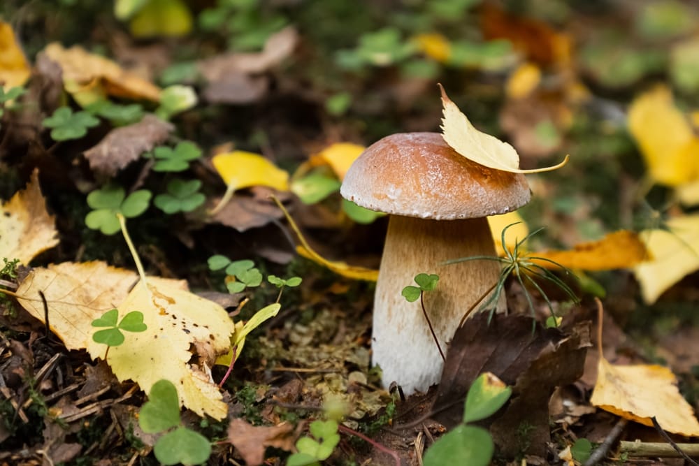 image of a boletus mushrooms growing on the forest floor