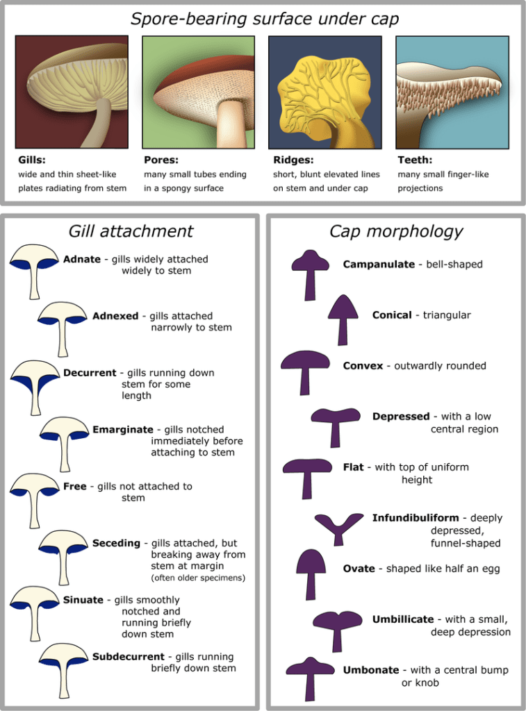 illustration of cap morphology and gill attachment of mushroom
