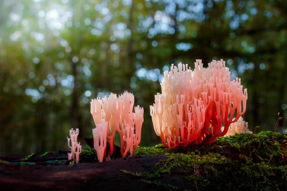 image of a red shiny coral mushroom growing on a moss