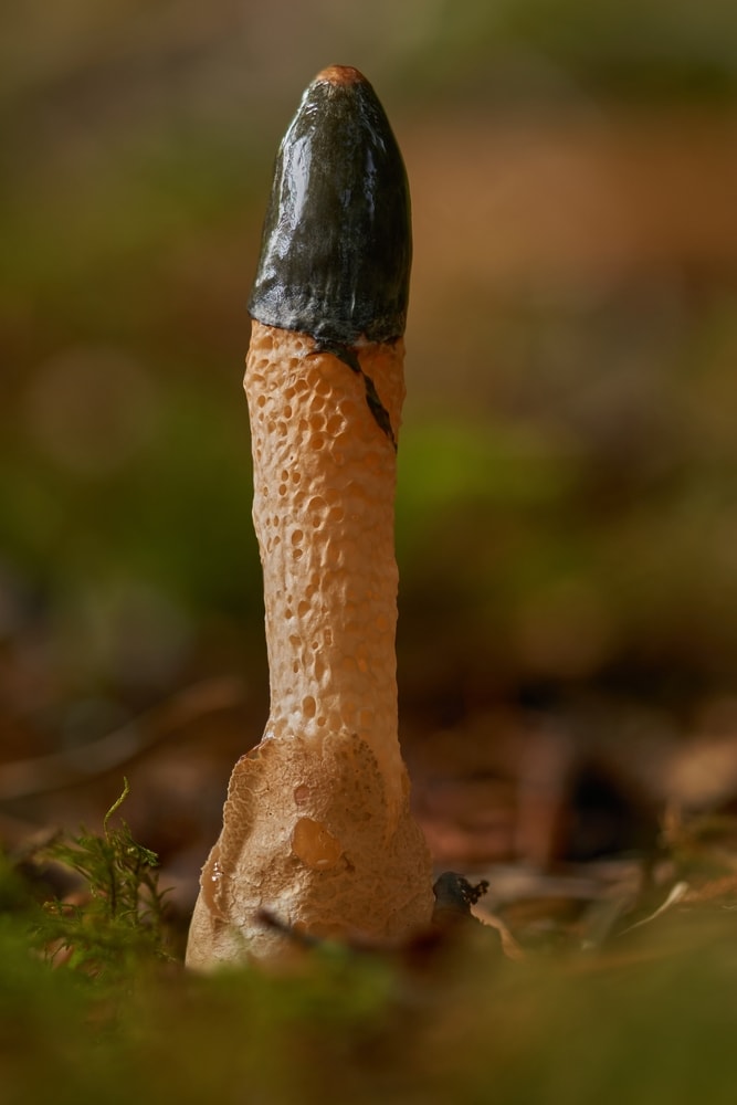 close up image of a Dog Stinkhorn (Mutinus caninus) mushroom