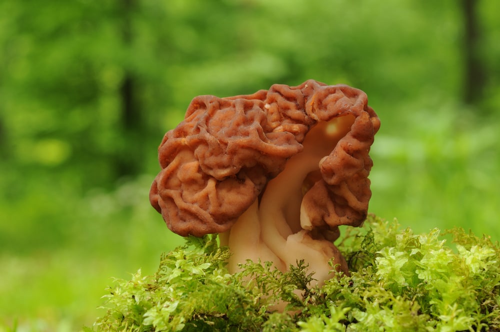 close up image of a Gyromitra esculenta or commonly known as false morel