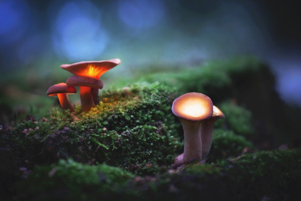 image of glowing mushrooms in the forest