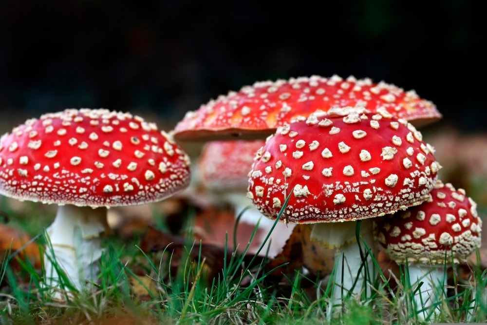 image of a Fly agaric or Fly amanita (Amanita muscaria) growing on the forest