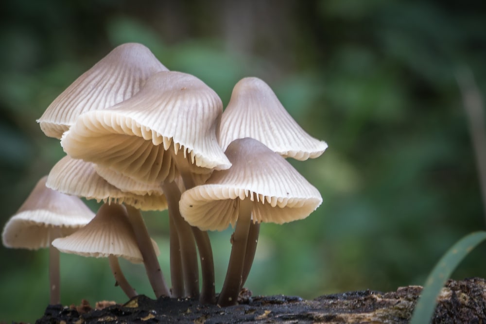 group of forest mushrooms growing on a tree