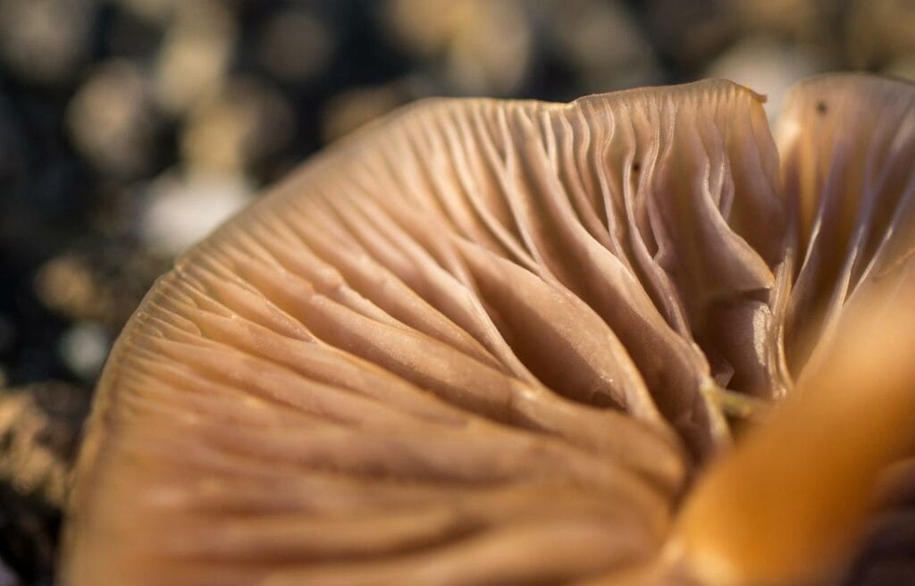 macro shot image of a mushroom gill