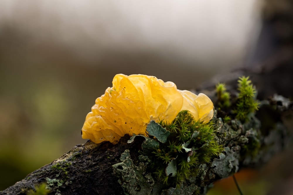 image of a golden jelly fungus growing on a tree branch