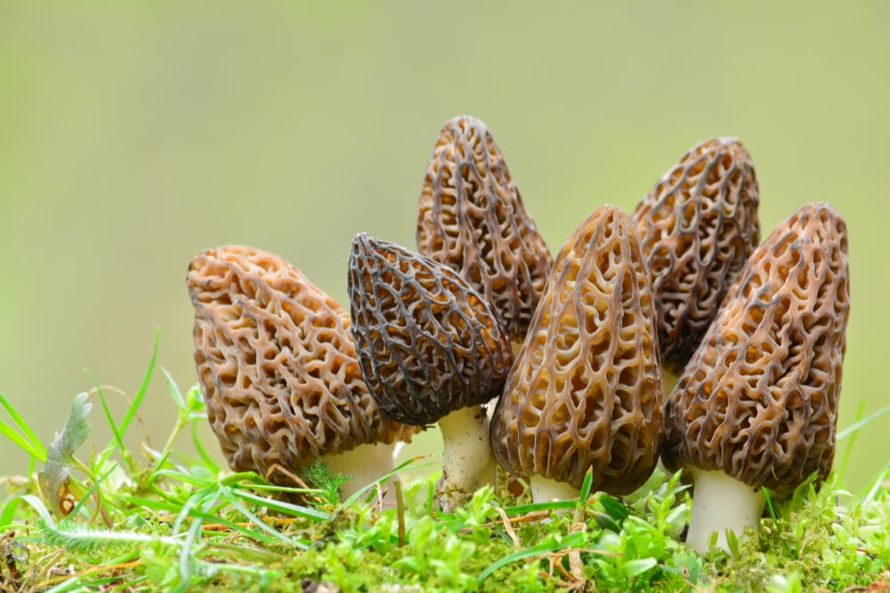 image of a group of black morel mushroom in a moss