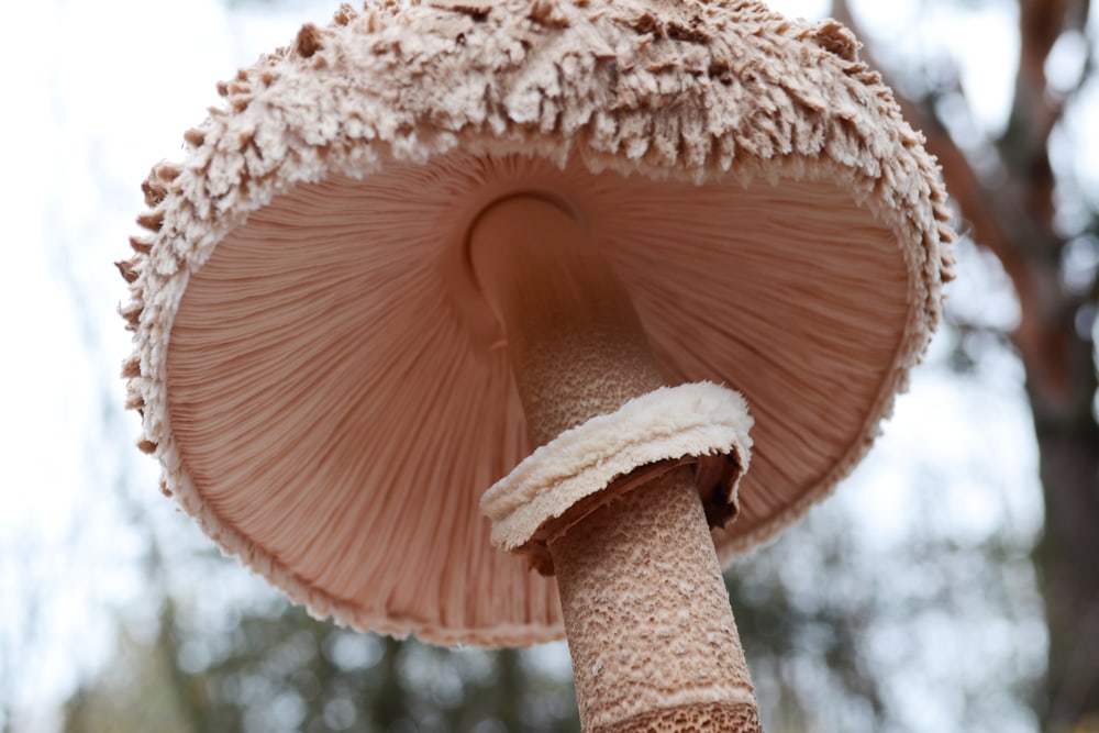 bottom view of a mushroom skirt