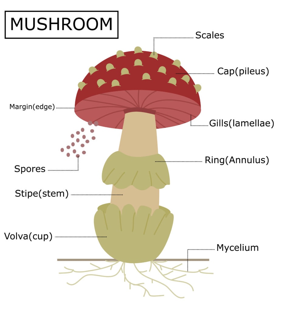 illustration of a mushroom structure
