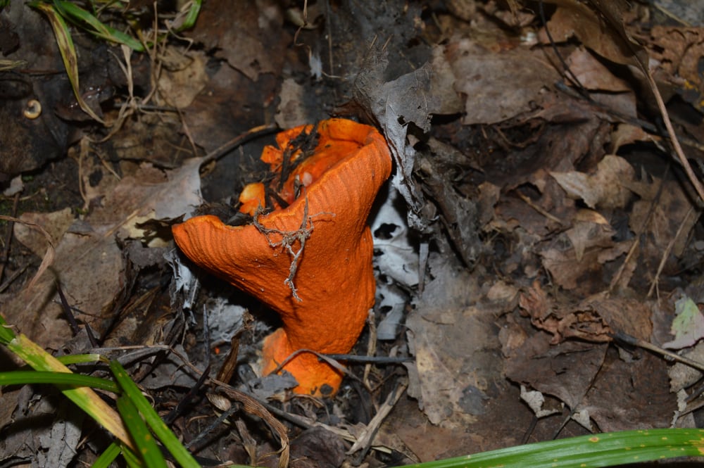 image of a  Hypomyces lactifluorum or commonly known as obster mushroom