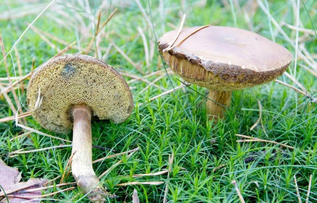 a bolete mushroom showings its pores