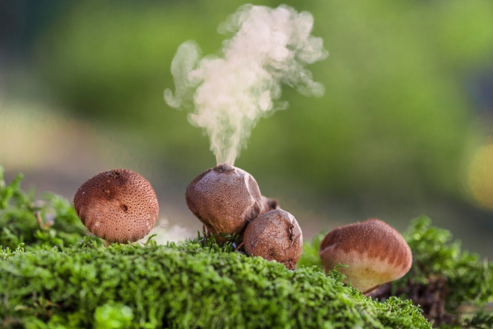 puffball mushrooms or Lycoperdon perlatum growing on moss