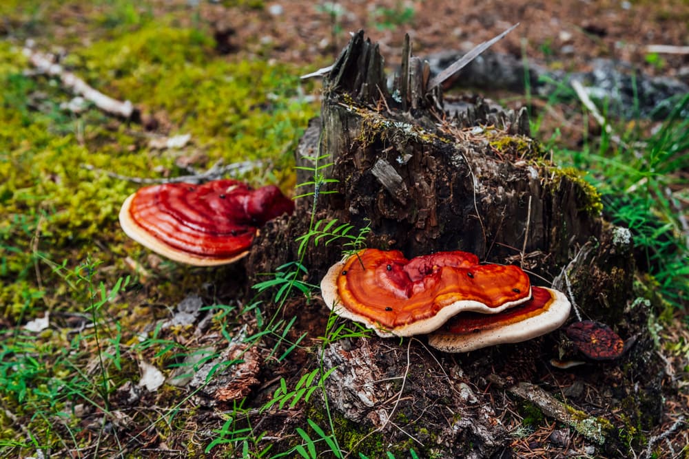 two red polypore mushroom on a tree trunk