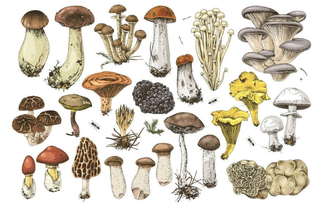 illustration of different stems of a mushroom