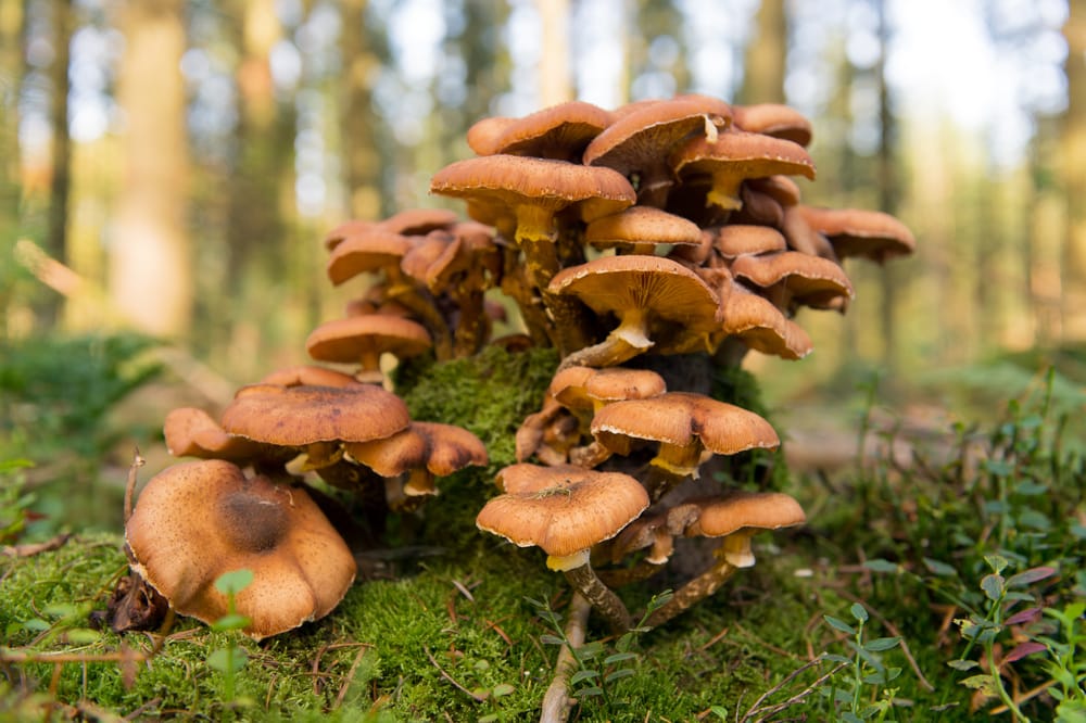 group of brown mushrooms growing on a forest floor