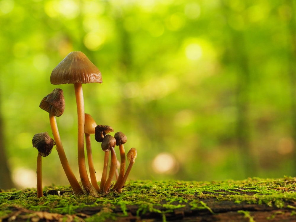 close up image of forest mushroom growing on a moss