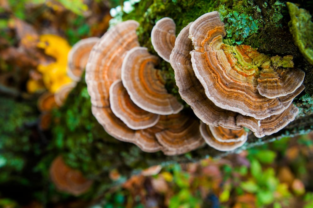 close up image of the medicinal Turkey Tail Mushrooms