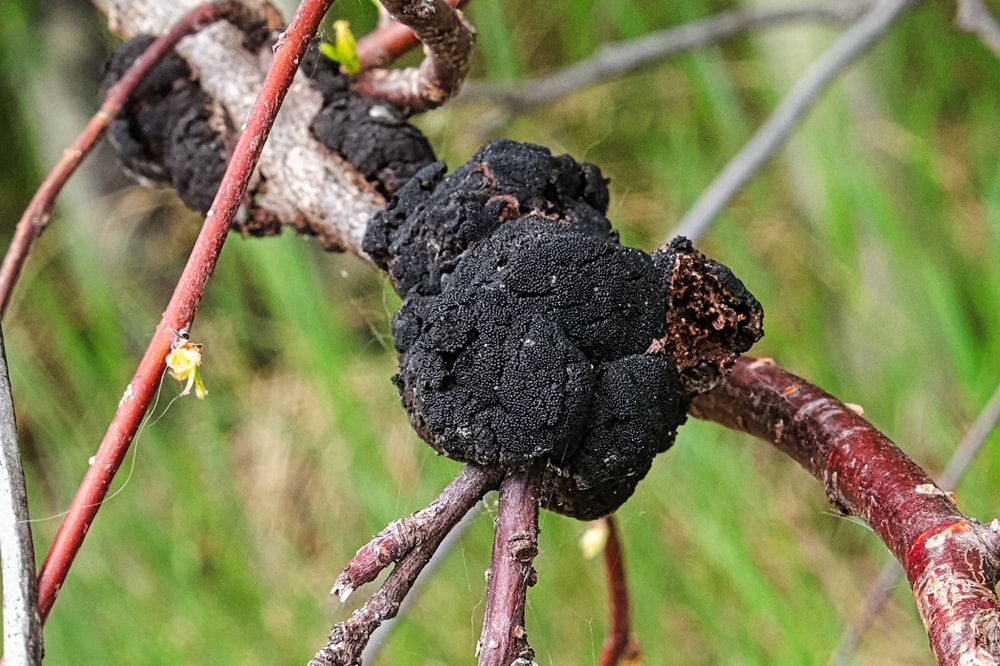 close up of a block rot fungus on a tree branch