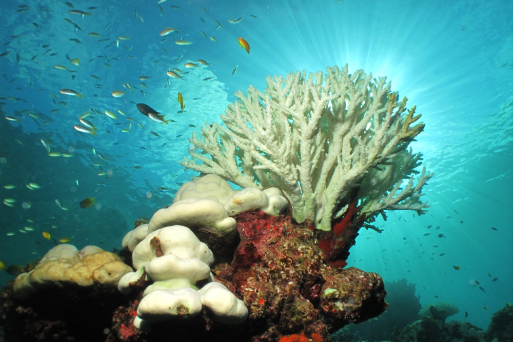 image of a coral turned to white due to coral bleaching which is caused by rising ocean temperature