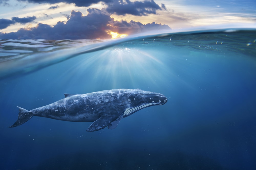 image of a whale underwater