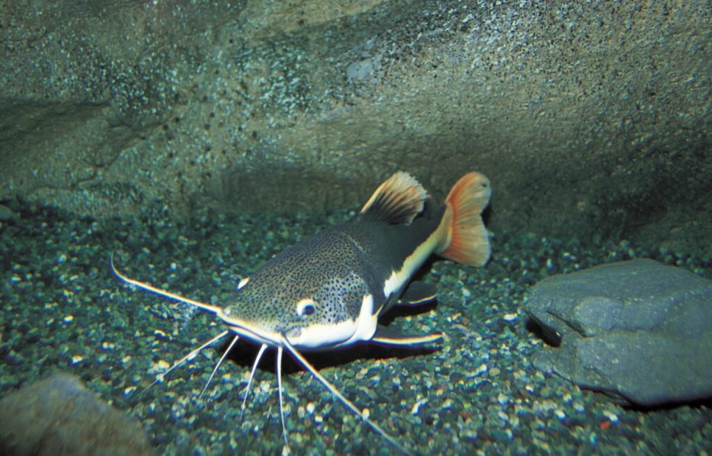 image of a catfish in the bottom of the lake
