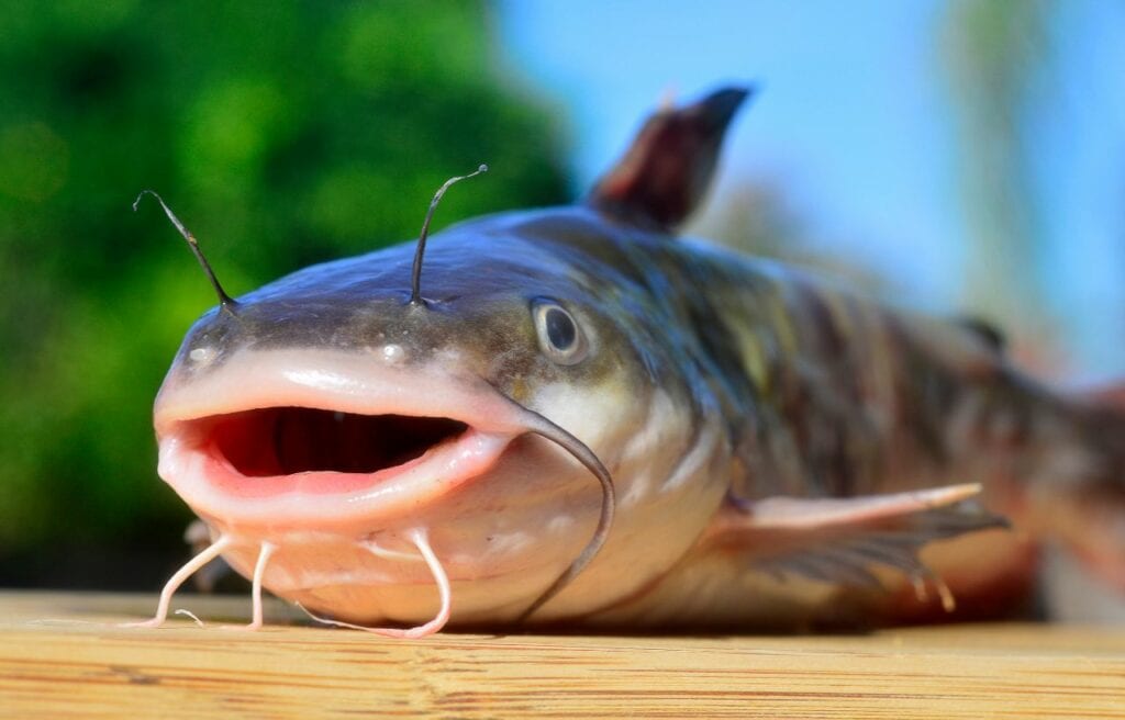 image of a catfish on top of a table