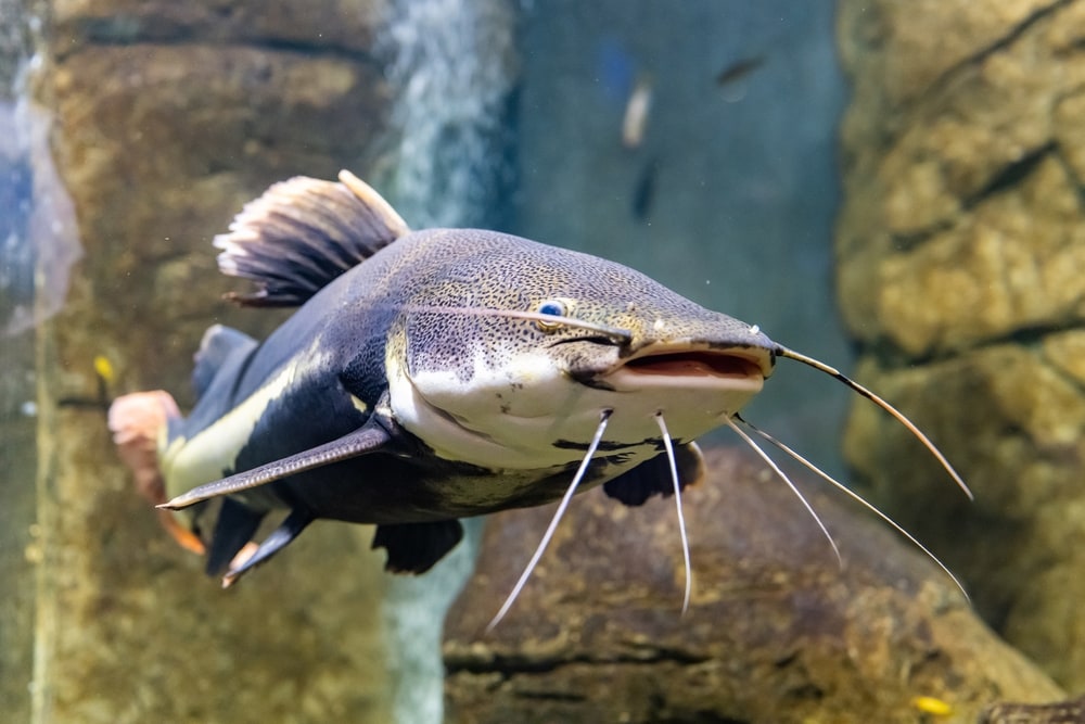 image of a catfish in an aquarium