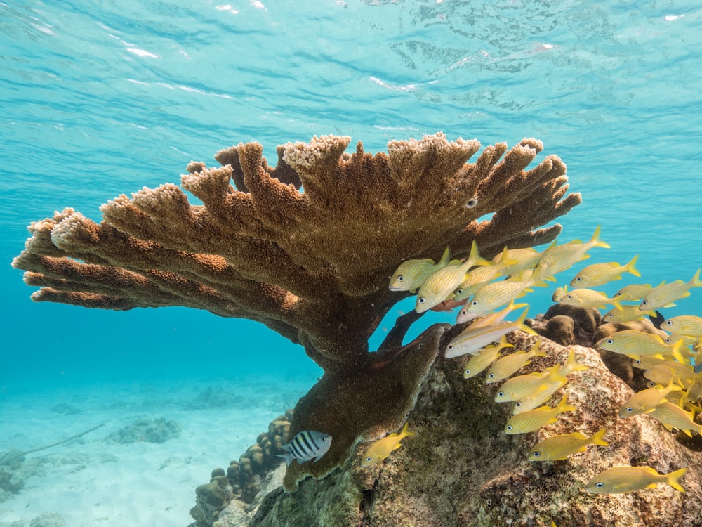 image of elkhorn coral and a school fish in the Caribbean Sea
