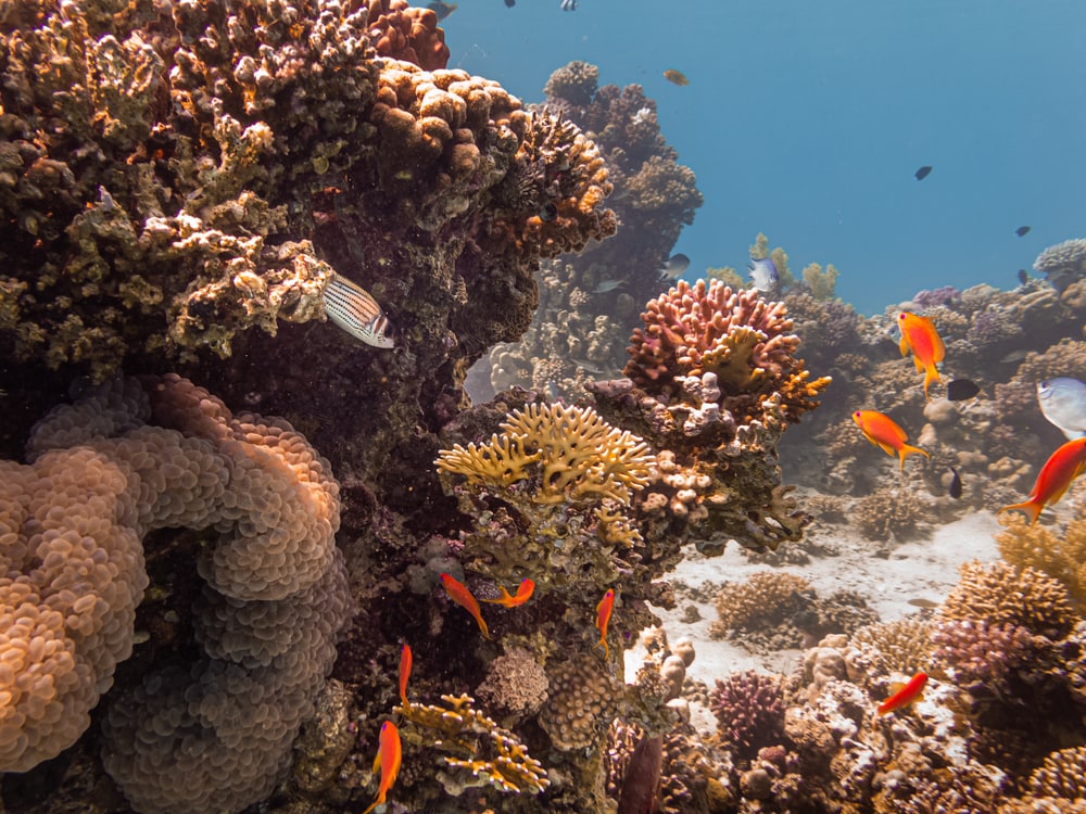 image of  different types of corals and fish in the Red Sea