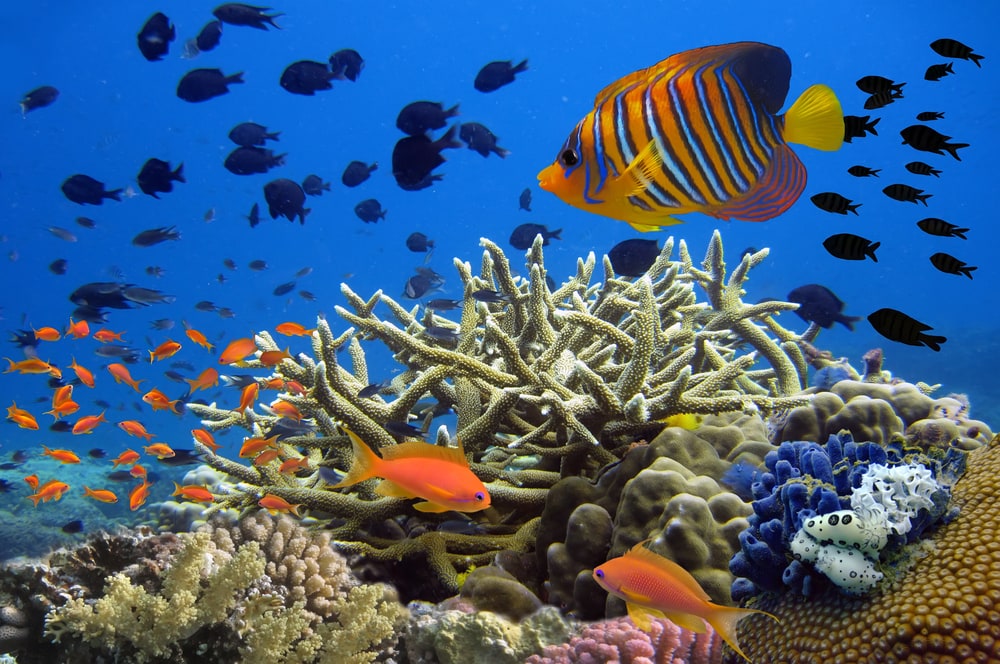 14 of Our Favorite Ocean Animals Listed: A World Of Wonders - Outforia