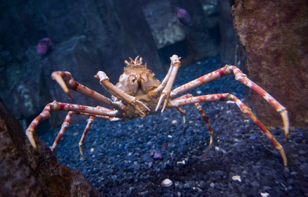 image of a giant spider crab