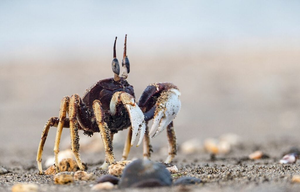 image of a crab on the sand