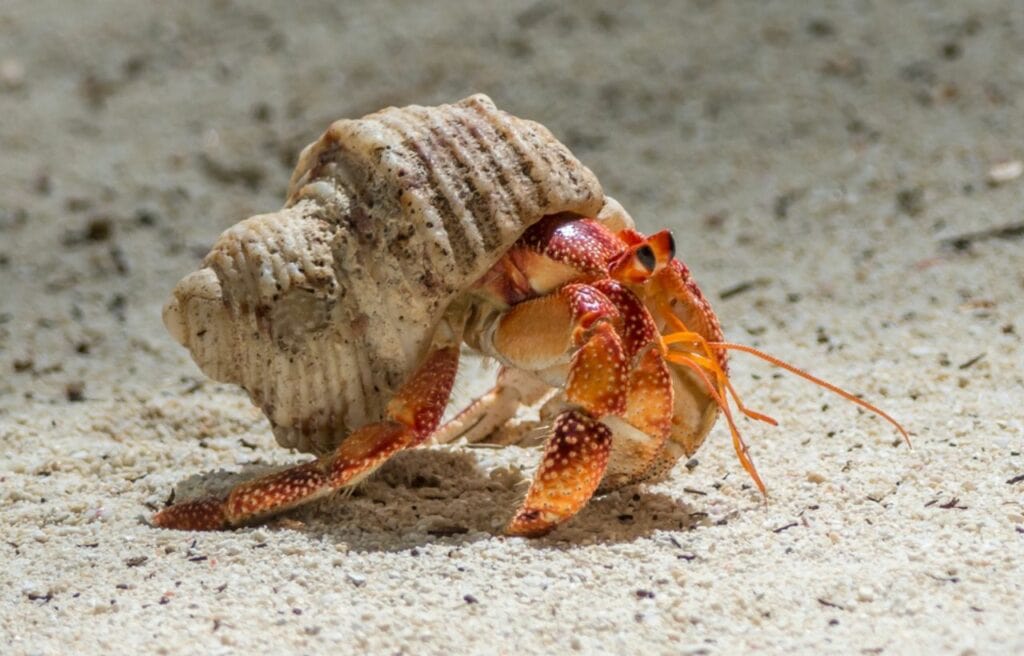 image of a hermit crab walking on the sand