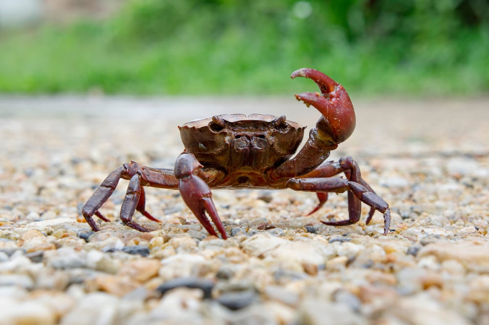 image of a crab on the sand with one of its pincers up