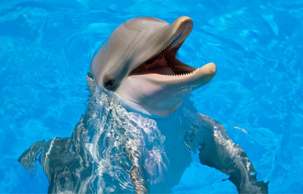 image of a smilining dolphin sticking its head out of the water  