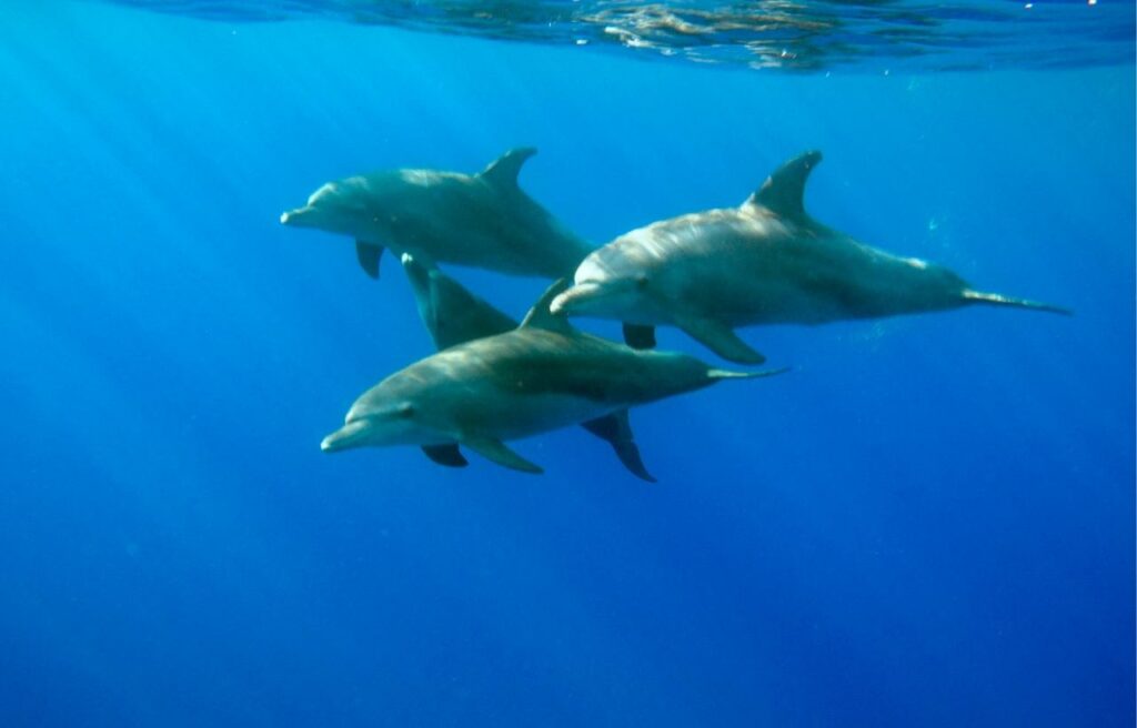 underwater image of three dolphins
