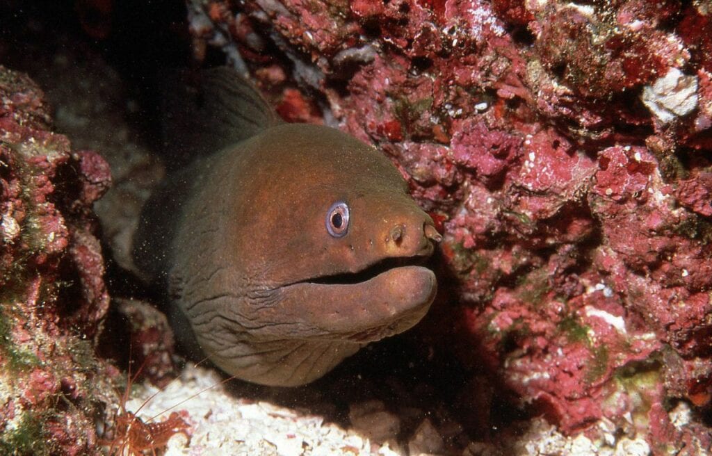 close up of moray eel's face behind ocean rocks