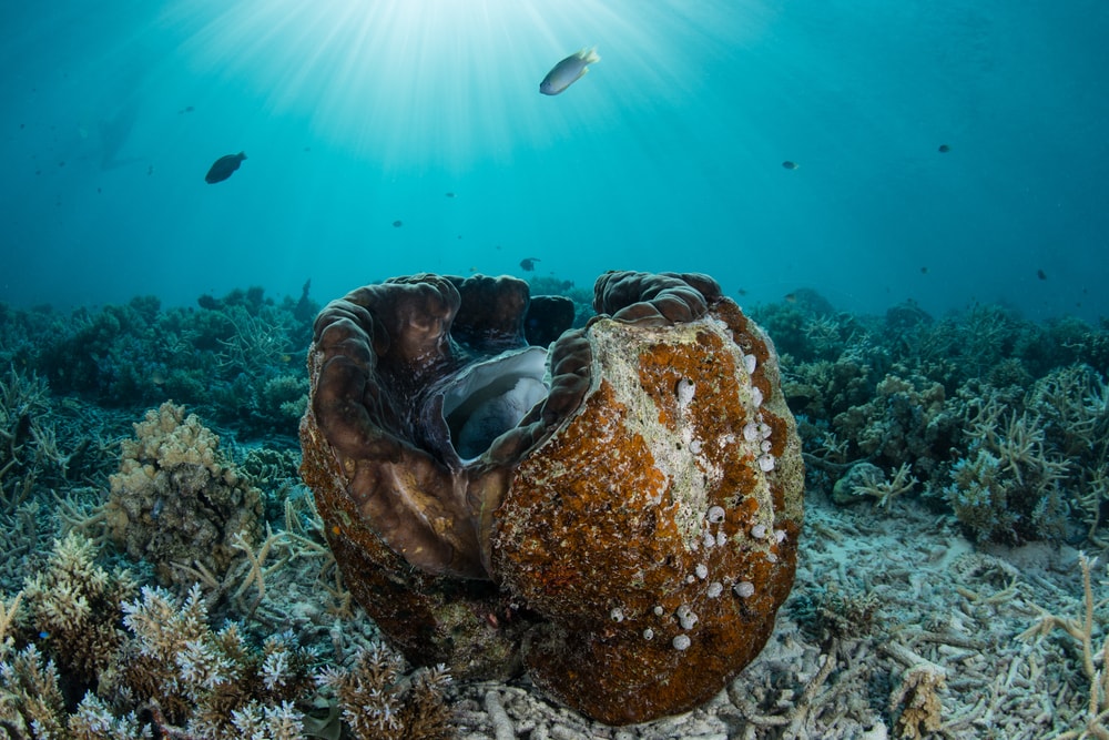 image of a giant clam or Tridacna gigas underwater