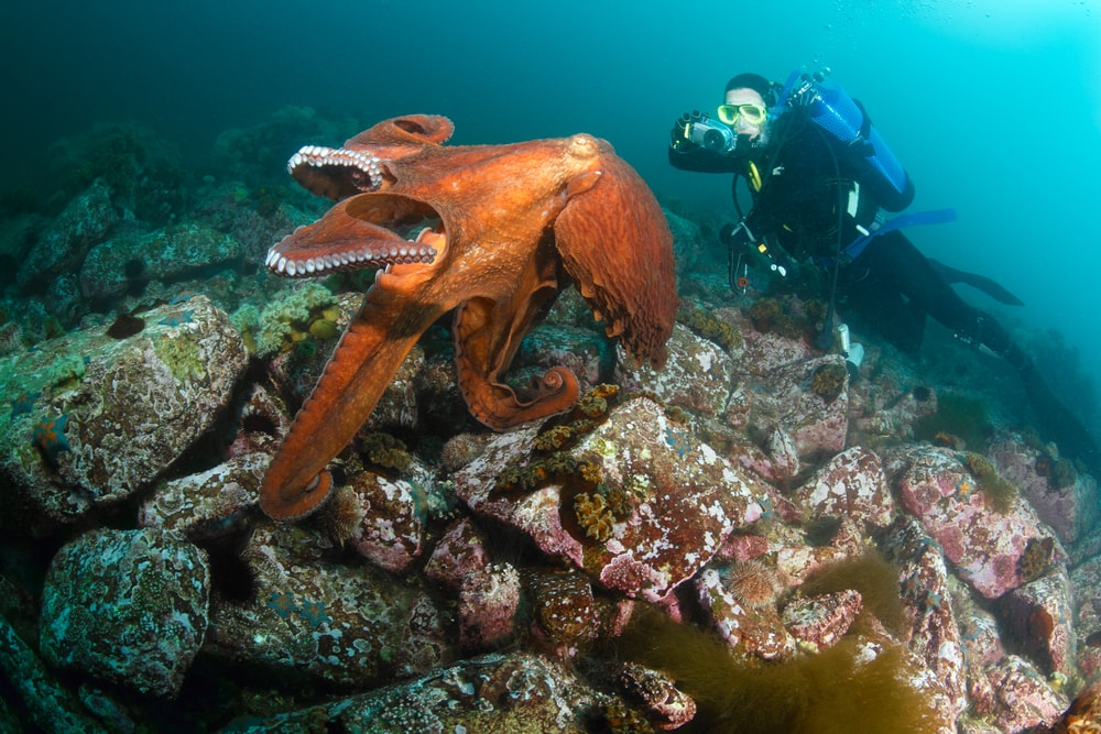 a scuba driver taking a picture of a giant Pacific octopus