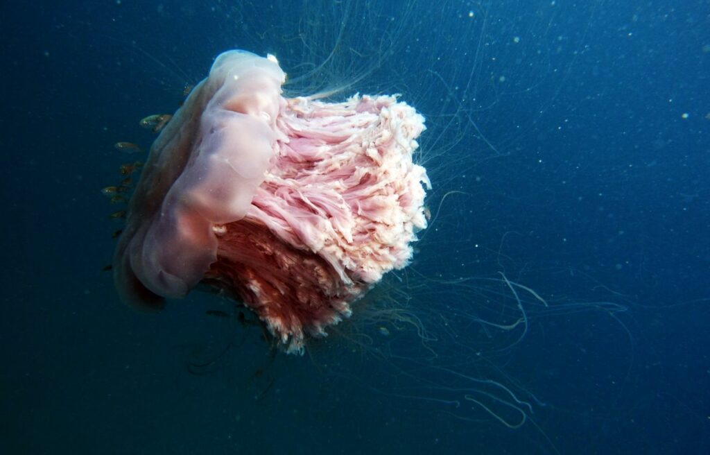 image of a lion's mane jellyfish floating in the ocean
