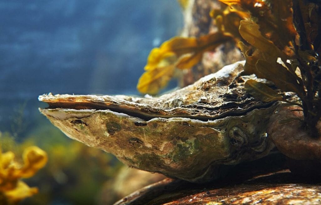 image of a living oyster underwater