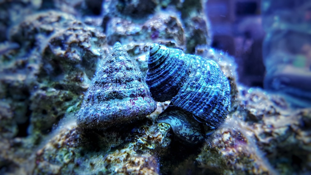 Close up image of a saltwater snail underwater